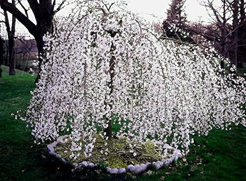 Load image into Gallery viewer, Weeping Cherry Tree Prunus x yeodensis shidare yoshino in a 3&quot; pot 6-12&quot; tall
