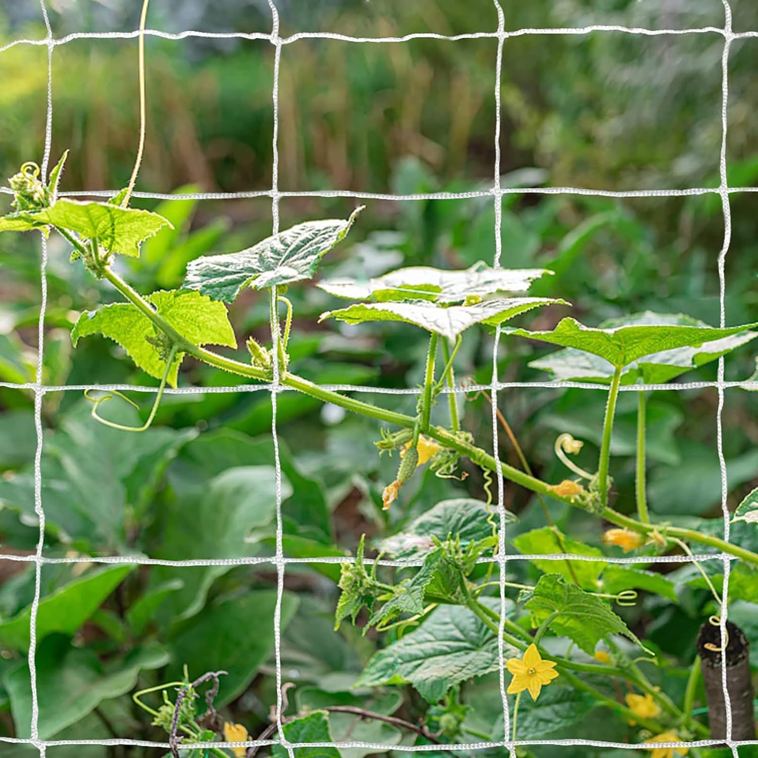 1 PACK of (5ft X 30ft) Garden Trellis Net - Strong & Durable Support