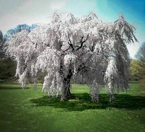 Load image into Gallery viewer, Weeping Cherry Tree Prunus x yeodensis shidare yoshino in a 3&quot; pot 6-12&quot; tall
