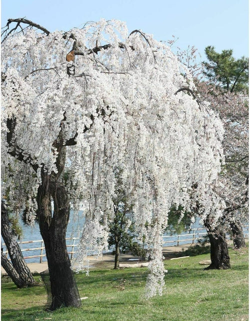 Load image into Gallery viewer, Weeping Cherry Tree Prunus x yeodensis shidare yoshino in a 3&quot; pot 6-12&quot; tall
