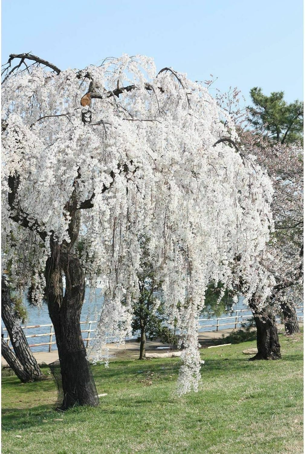 Weeping Cherry Tree Prunus x yeodensis shidare yoshino in a 3" pot 6-12" tall